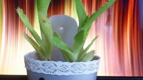 Ein Blumenbehälter mit einer Pflanze steht vor einem farbenfrohen Hintergrund und verleiht einem Raum Lebensfreude.