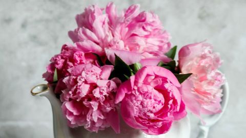 Eine weiße Kaffeekanne wird kreativ als Gießkanne genutzt und enthält einen bunten Strauß pinker Blumen.