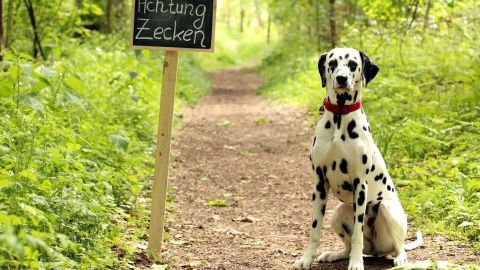Ein Dalmatiner sitzt auf einem Waldweg neben einem Schild, das vor Zecken warnt, um Hunde zu schützen.