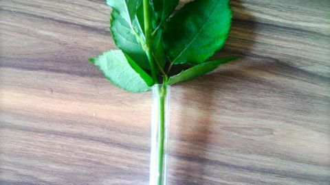 Ein Glasröhrchen mit einer rosa Rose liegt auf einer Holzoberfläche, das Röhrchen dient zur weiteren Verwendung.
