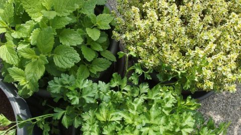 Frische Kräuter in Töpfen wachsen üppig, bereit für die Zubereitung von Kräutermischungen im Garten.