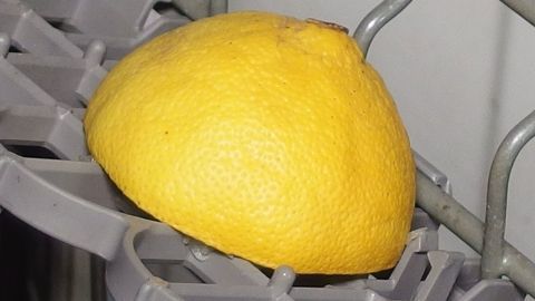 Schlechte Gerüche im Geschirrspüler beseitigen mit Orangen- und Zitronenschalen. Eine große Zitrone liegt auf dem Geschirrhalter im Geschirrspüler, um Gerüche während des Spülvorgangs zu beseitigen.