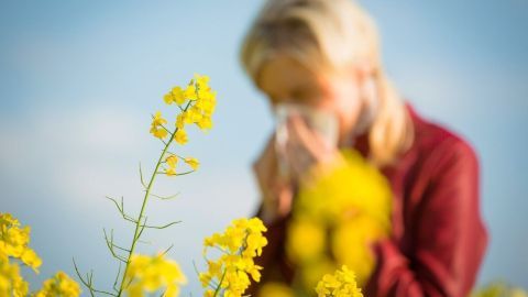 Gelbe Blumen stehen im Vordergrund, während eine Person im Hintergrund in ein Taschentuch niest, was auf Heuschnupfen hinweist.