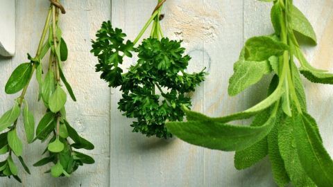 Frische Kräuter hängen an einer Wand, während sie zum Trocknen aufgehängt sind und die natürliche Umgebung betont wird.