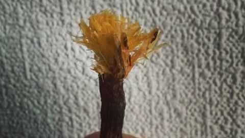 Eine Hand hält ein Stück Süßholzwurzel, das oben ausgefranst ist und als Zahnbürste verwendet werden könnte, vor einer weißen Wand.