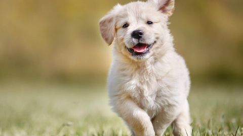 Hund stubenrein bekommen