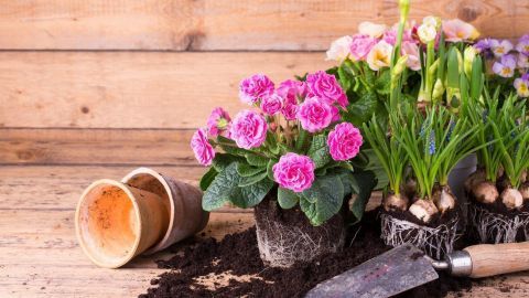 Bunte Gartenblumen stehen in Töpfen, während Erde neben einem Schaufelwerkzeug verstreut ist, auf einem Holztisch.
