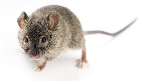 Eine kleine Maus steht auf einer hellen Oberfläche und schaut neugierig in die Umgebung, bereit zum Transport ins Freie.