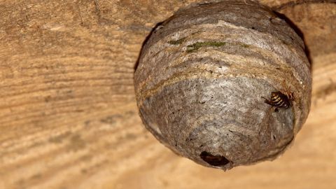 Ein Wespennest hängt an einem Holzbalken, während einige Wespen um den Eingang fliegen, was eine Umsiedlung schwierig macht.