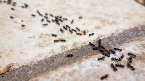 Spray gegen Ameisen selber machen