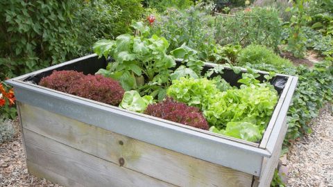 Ein Hochbeet ist mit verschiedenen Salatpflanzen bepflanzt und steht in einem grünen Garten voller Vegetation.