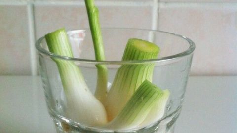In einem Glas wachsen frische Frühlingszwiebeln, die in Wasser stehen und neue grüne Triebe bilden.