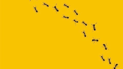 Mit Kieselgur stopfst du Ameisen zu Hause den Weg ab – ein effektiver und natürlicher Schutz, wie im Artikel beschrieben.