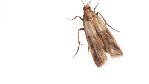 Lebensmittelmotten sind lästig, doch Schlupfwespen bieten eine natürliche Lösung gegen diese Schädlinge in deiner Küche.