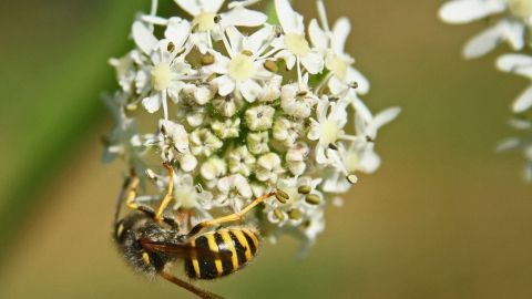 Eine Wespe sitzt auf einer weißen Blüte und sammelt Nektar in einer grünen, natürlicher Umgebung.