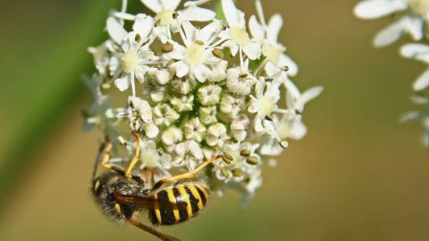 Wespen und Hornissen verjagen