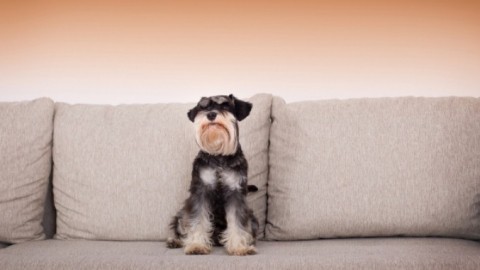 Hundehaare effektiv vom Sofa entfernen