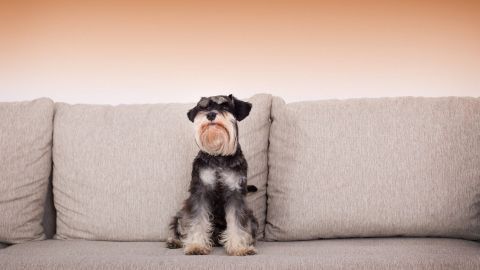 Ein Hund sitzt auf einem grauen Sofa. Hundehaare liegen auf dem Sofa. Der Hintergrund ist in warmen Orangetönen gehalten.