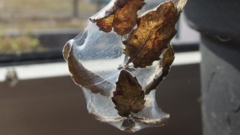 Spinnmilben auf Zimmerpflanzen mit Schmierseife entfernen