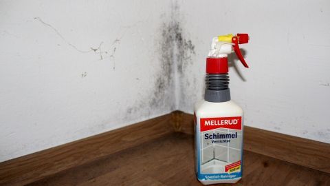 Einsprühen, einwirken lassen und nach 5 Minuten ist der Schimmel verschwunden. Eine Flasche Schimmelspray steht neben einer von Schimmelbefall betroffenen Raumwand in einem Innenraum.