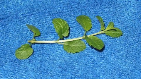 Pfefferminzblätter - Hilfe aus der Natur - gegen Übelkeit beim Autofahren. Eine frische Pflanze mit grünen Blättern liegt auf einem blauen Tuch, ideal für natürliche Hilfe gegen Übelkeit.