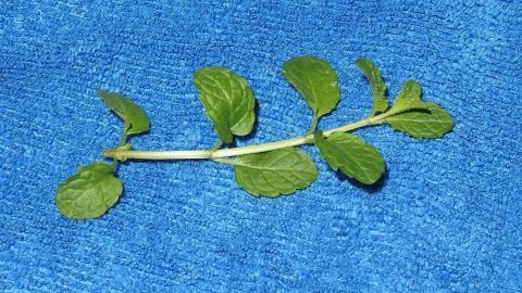 Hilfe aus der Natur gegen Übelkeit beim Autofahren