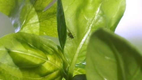 Mücken aus Blumenerde - Trauermücken