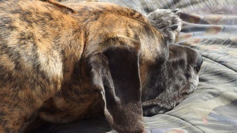 Ein großer Hund liegt entspannt auf einem Autoteppich, umgeben von Sonnenlicht und weicher Textur.