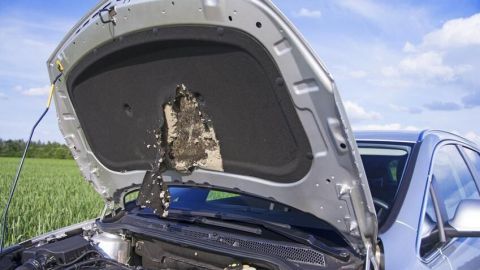 Autohaube mit Schäden, vermutlich durch Marder, offen über Motor, im Hintergrund grünes Feld und blauer Himmel.