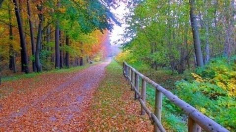 Tipp gegen Blasen an den Füßen bei einer großen Wanderung -  Füße dünn mit Hirschtalg einreiben. Ein schmaler Weg durch einen bunten Wald, auf dem fallende Blätter liegen, ideal zum Wandern und zur Vermeidung von Blasen an den Füßen.