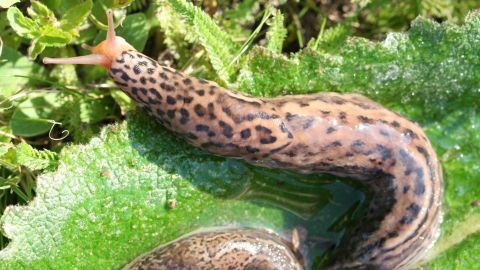 Ein Tigerschnegel kriecht über ein grünes Blatt, umgeben von zarten Pflanzen, die seine natürliche Umgebung bilden.