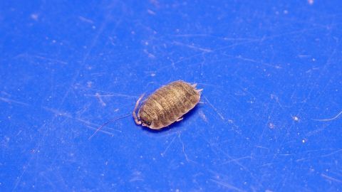 Eine Kellerassel krabbelt über eine blaue Oberfläche, während sie sich in ihrer natürlichen Umgebung bewegt.
