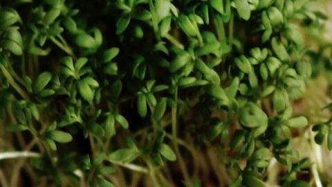 Frischer Kresse wächst dicht zusammen und zeigt lebendige grüne Blätter, ideal für Osternester im Frühling.
