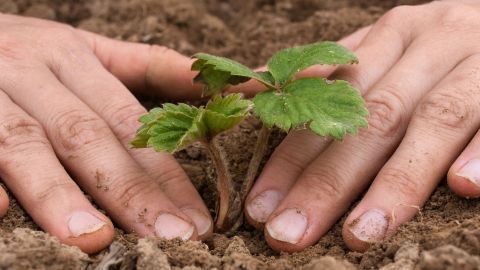Eine Person setzt vorsichtig einen jungen Erdbeerplant in die Erde, umgeben von fruchtbarem, braunen Boden.