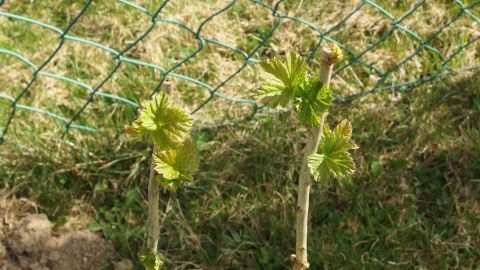 Grüne Johannisbeeren wachsen an einem Zaun, ihre frischen Blätter sprießen im sonnigen Garten.