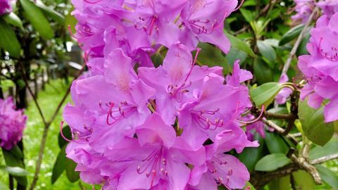 Ein Rhododendron blüht mit leuchtenden lila Blüten im Garten, umgeben von grünen Blättern und weiteren Pflanzen.