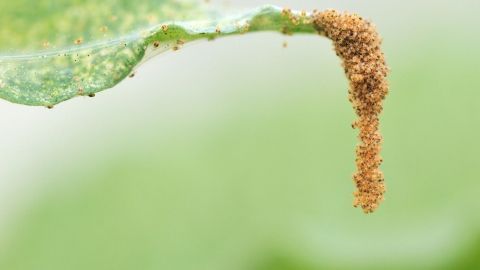 Ein Blatt zeigt kleine, braune Spinnmilben, die an der Unterseite sitzen und sich vermehren, um Pflanzen zu schädigen.
