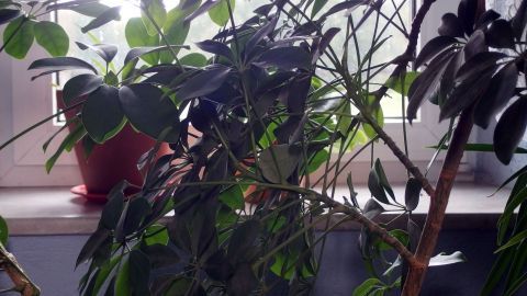 Grüne Pflanzen stehen auf einer Fensterbank und fangen Licht ein, statt herkömmlicher Gardinen im Raum.