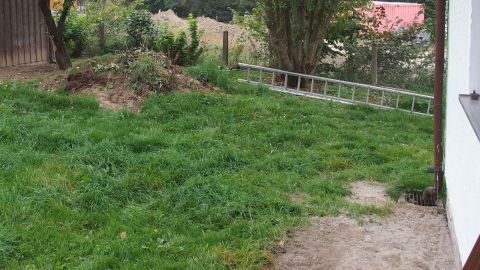 Ein grüner Rasen liegt ungenutzt da, während im Hintergrund Sträucher und eine Leiter sichtbar sind, die zur Gartenarbeit einladen.