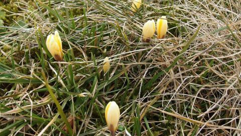 Gelbe Blumenblüten stehen in einem grünen Rasen mit trockenem, braunem Gras, das darauf wartet, gemäht zu werden.