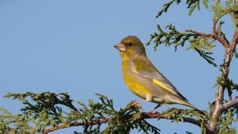 Ein gelb-grüner Vogel sitzt auf einem Ast, singt fröhlich im klaren Himmel, ideal für einen Brutplatz für Vögel.