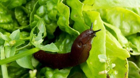 Braune Schnecke kriecht über frische grüne Blätter im Garten, umgeben von üppigem Laub.