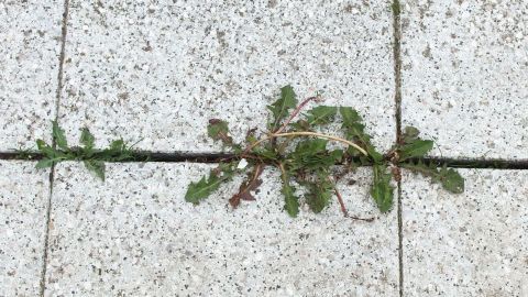 Grüne Unkräuter wachsen in den Fugen von grauen Pflastersteinen, sichtbar in einem urbanen Gartenbereich.