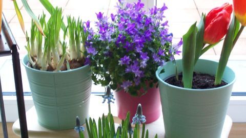 In bunten Töpfen stehen Zwiebelblumen und eine violette Blume auf einem Regal vor einem Fenster im Raum.