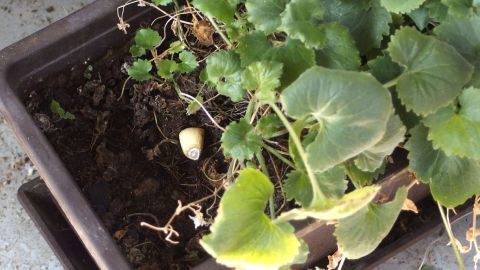 Eine Pflanze in einem Blumenkasten wächst über die Erde, während sich kleine Schädlinge und Überreste im Boden zeigen.