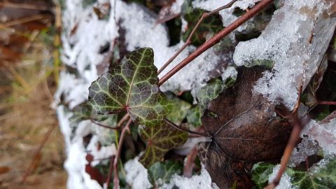 Vögel haben auch im Winter Durst. Wie bekommen die kleinen Wintergäste ihre dringend benötigte Flüssigkeit? Efeublätter mit Schnee bedeckt, zeigen, wie Vögel im Winter nach Wasser suchen, während die Natur ruht.