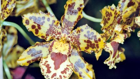 Eine gelb-gestreifte Orchidee blüht in der Nähe von anderen Pflanzen, die auf einen Zimmerpflanzenbefall hinweisen.