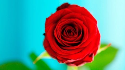 Eine rote Rose steht im Vordergrund, umgeben von grünen Blättern, vor einem hellblauen Hintergrund.