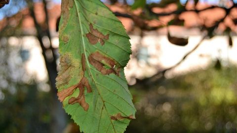 Ein einzelnes Laubblatt hängt an einem Baum, zeigt braune Flecken und und weist auf die Herbstzeit im Garten hin.