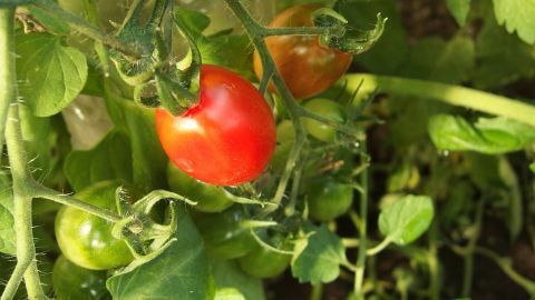 Reife Tomaten hängen an einer Pflanze, während sich grüne Tomaten in einer sonnigen Umgebung darunter befinden.